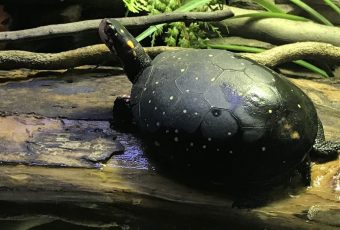 Spotted Turtle on log